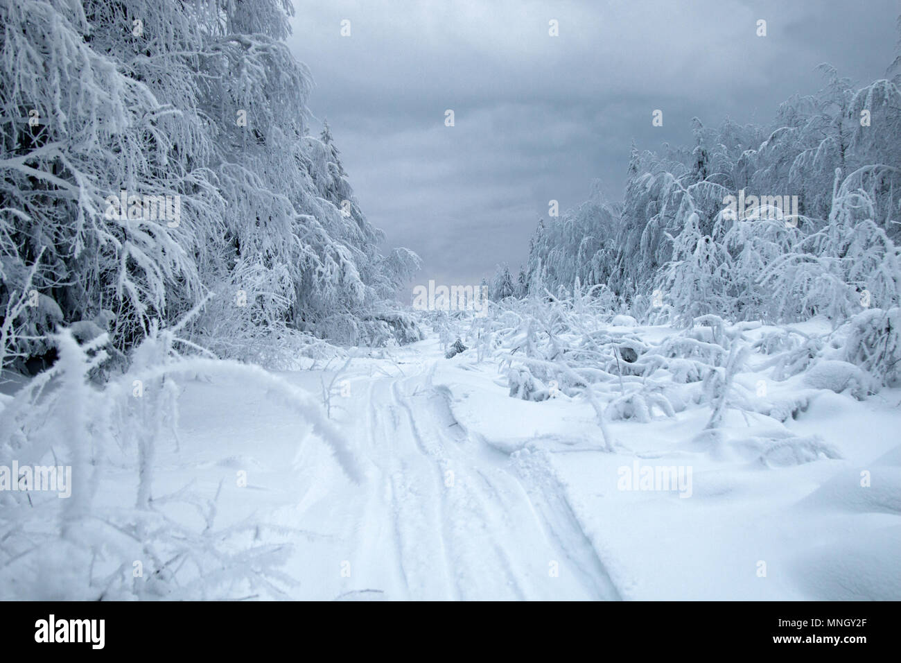 frosty forest siberians