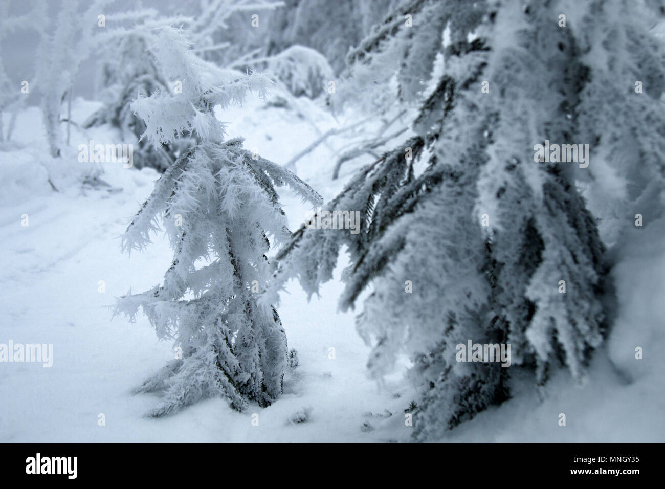 Siberian cold. Spruce covered with incredibly long frost needles Stock Photo