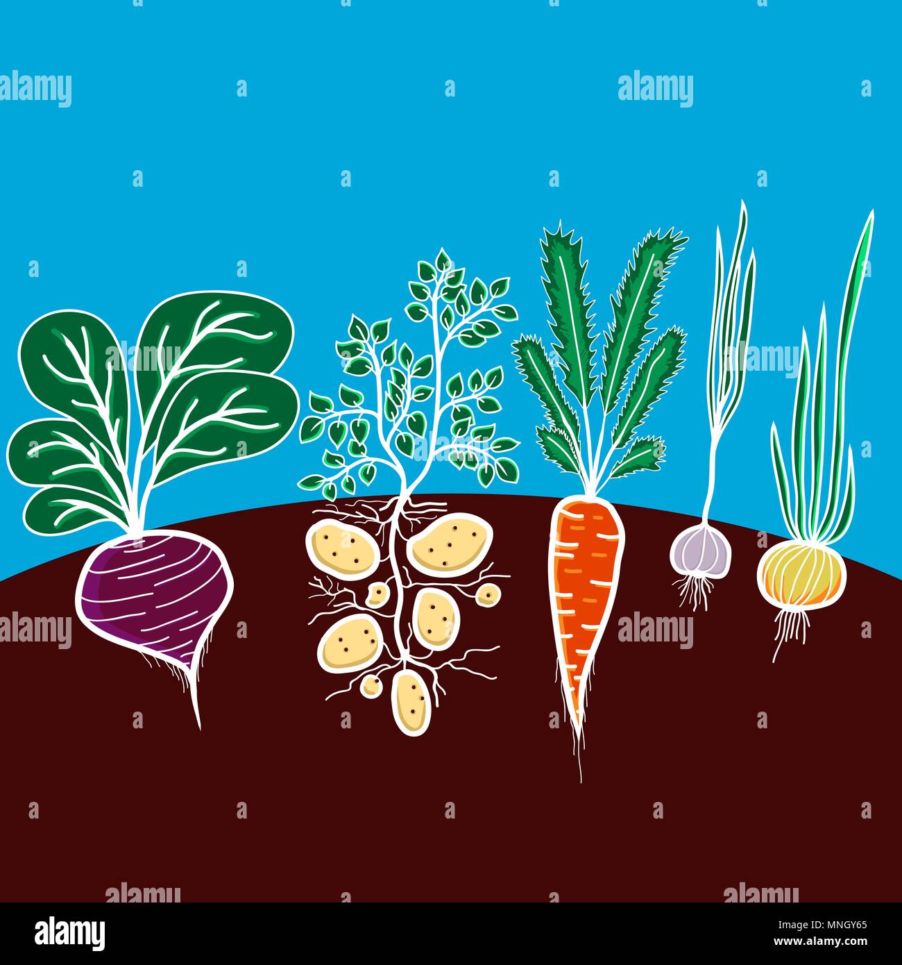Illustration with growing vegetables - beetroot, potato, carrot, garlic and onion Stock Vector