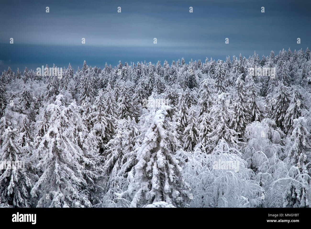 Dark coniferous forests (boreal coniferous forest). Dense marshy forest in Siberia. Siberian taiga in winter. Top view on snow-covered spruce forest,  Stock Photo