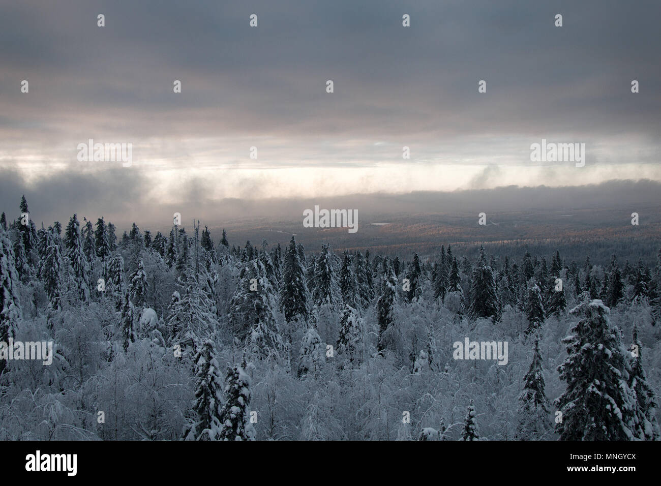 Dark coniferous forests (boreal coniferous forest). Dense marshy forest in Siberia. Siberian taiga in winter. Top view on snow-covered spruce forest,  Stock Photo