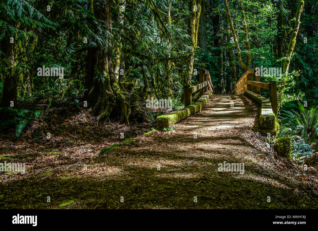 Mountain path outside forest hi-res stock photography and images - Alamy