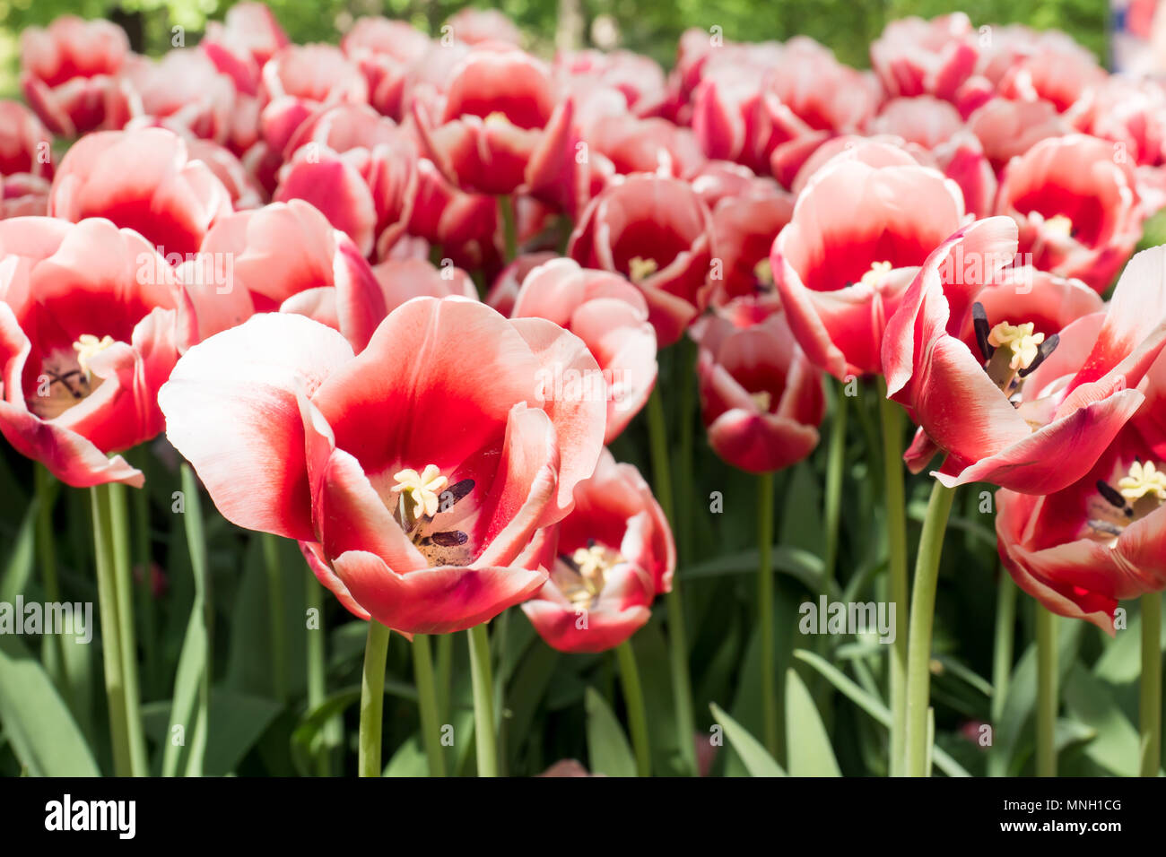 colorful tulips flowers blooming in a garden Stock Photo - Alamy