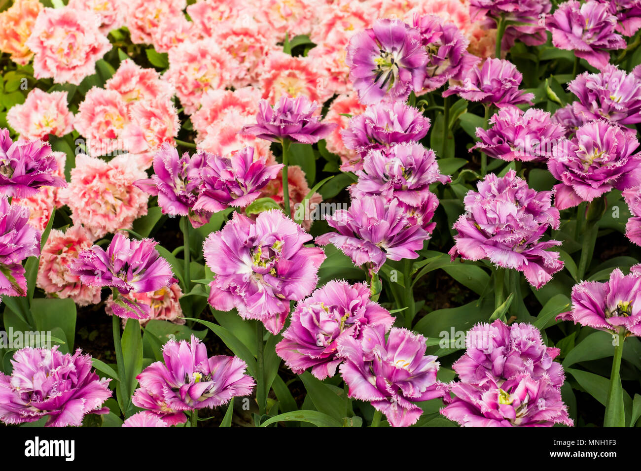 colorful tulips flowers blooming in a garden Stock Photo - Alamy