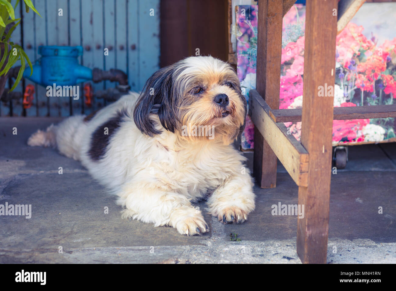 cute old dog lying dawn in the street during day Stock Photo