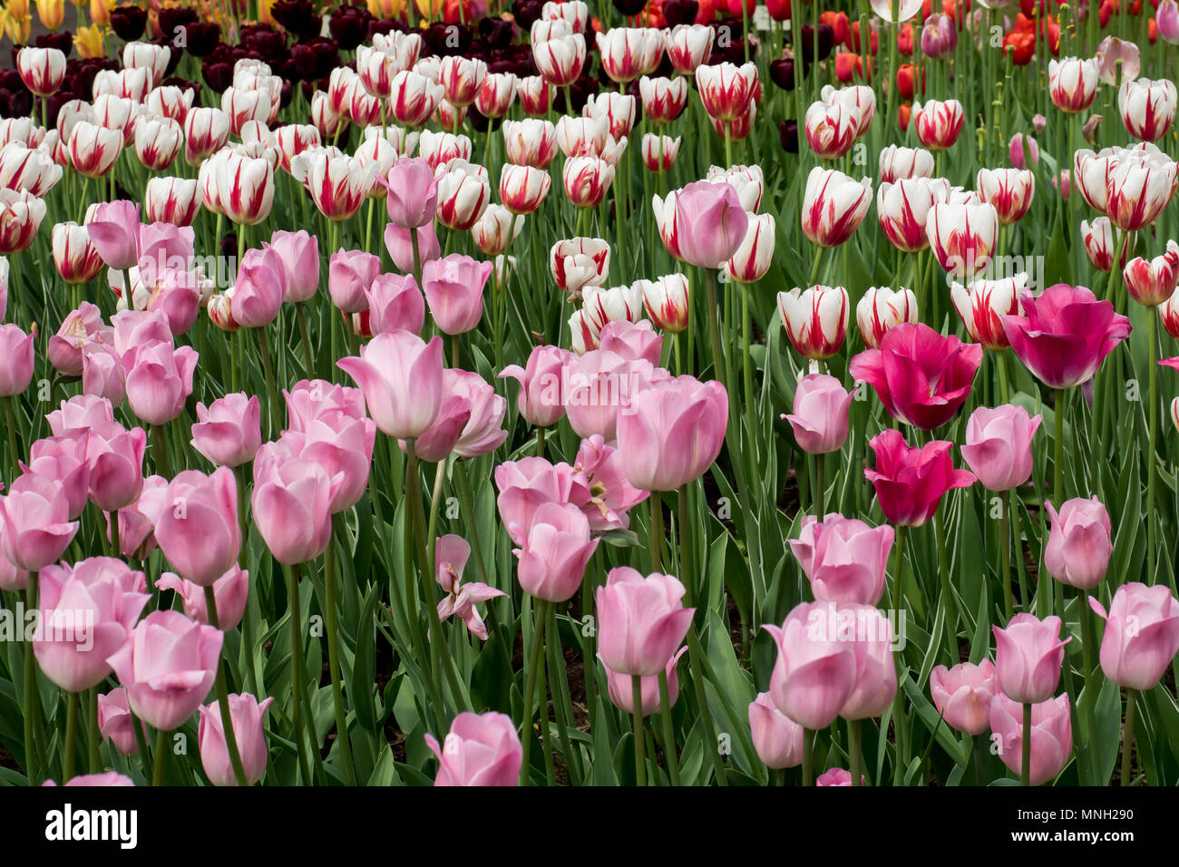 colorful tulips flowers blooming in a garden Stock Photo - Alamy