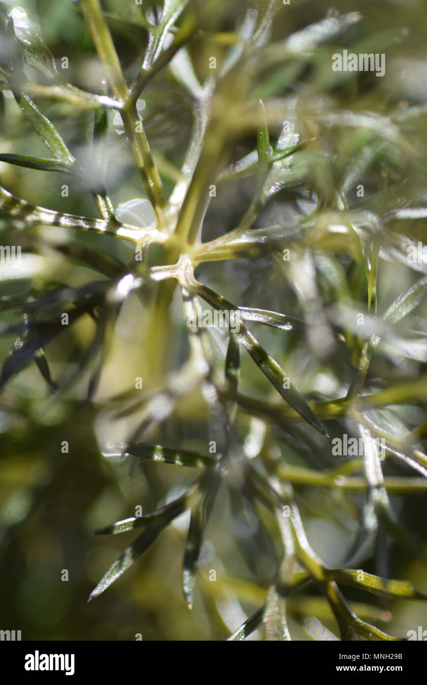 bronze fennel leaves Stock Photo Alamy