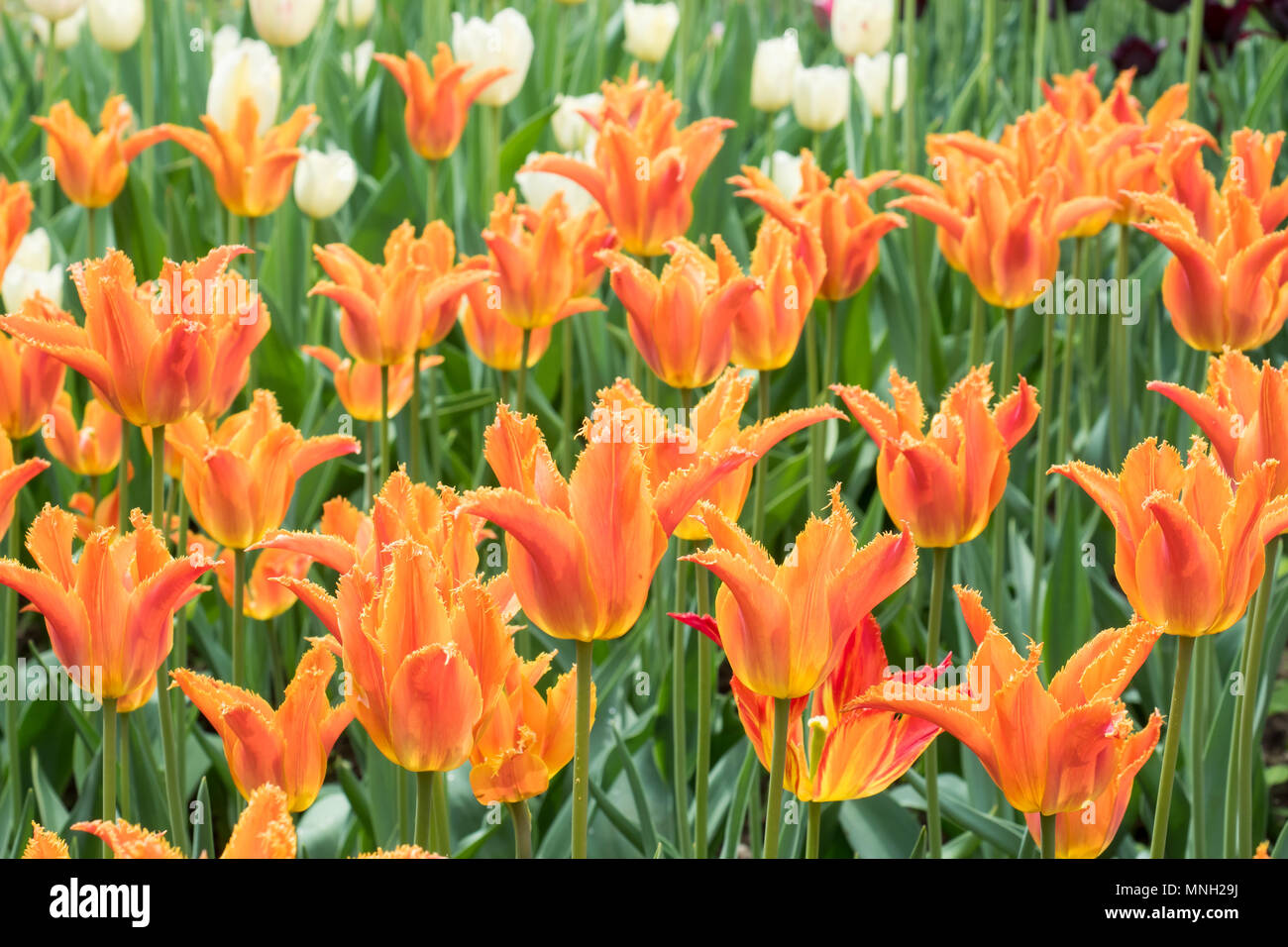 colorful tulips flowers blooming in a garden Stock Photo - Alamy