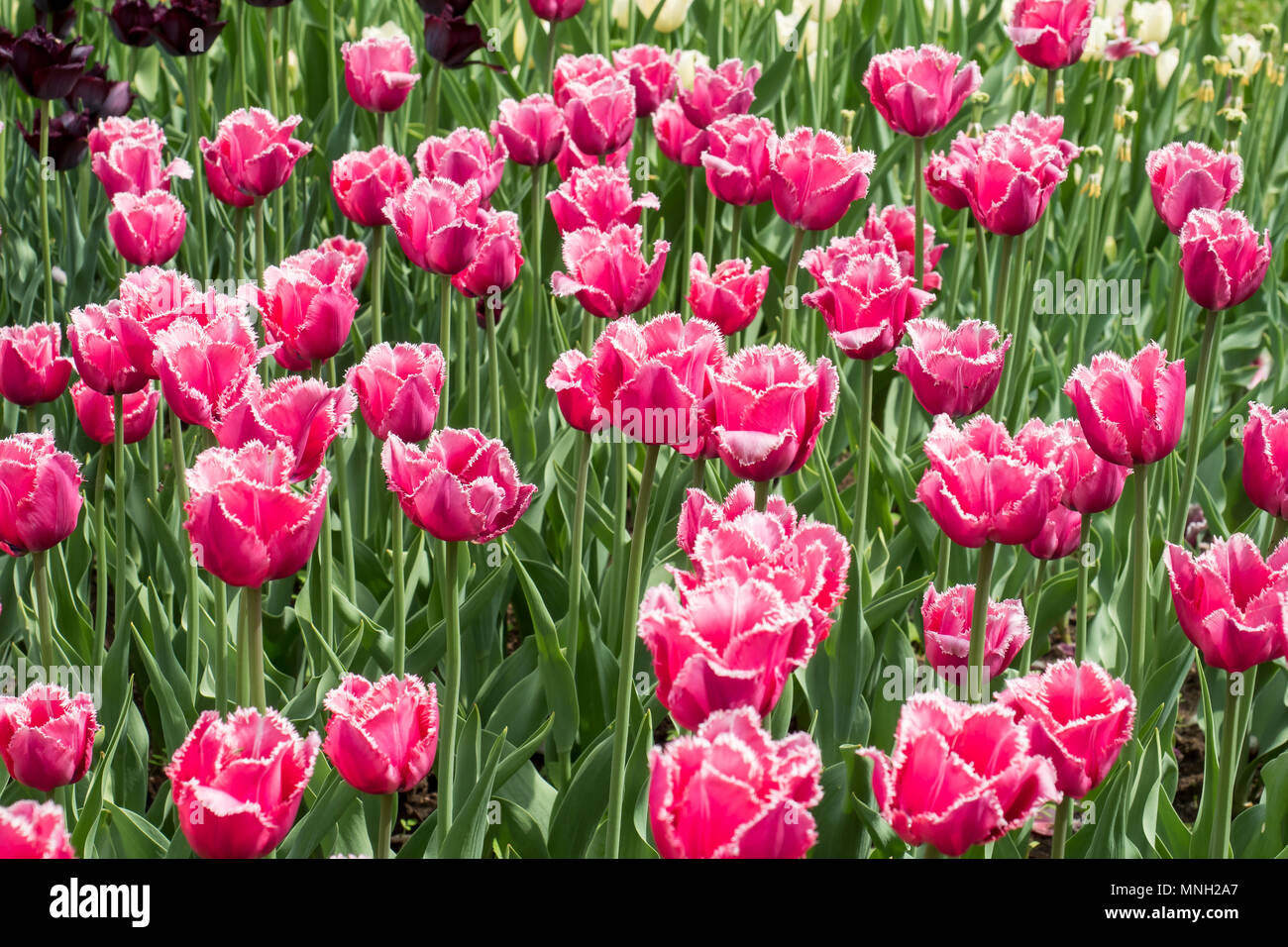 colorful tulips flowers blooming in a garden Stock Photo - Alamy