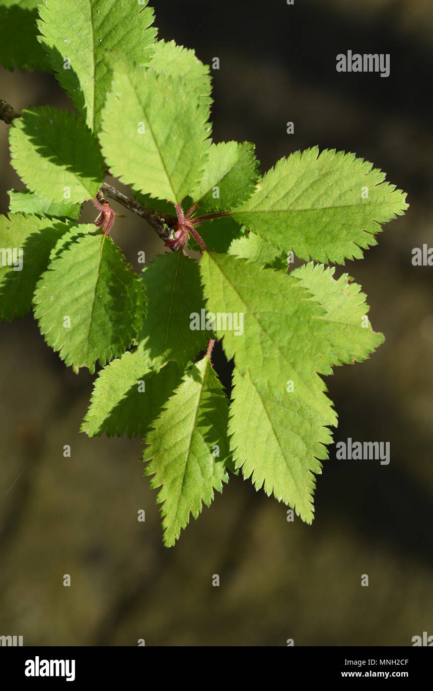 Leaves of kojo-no-mai Stock Photo