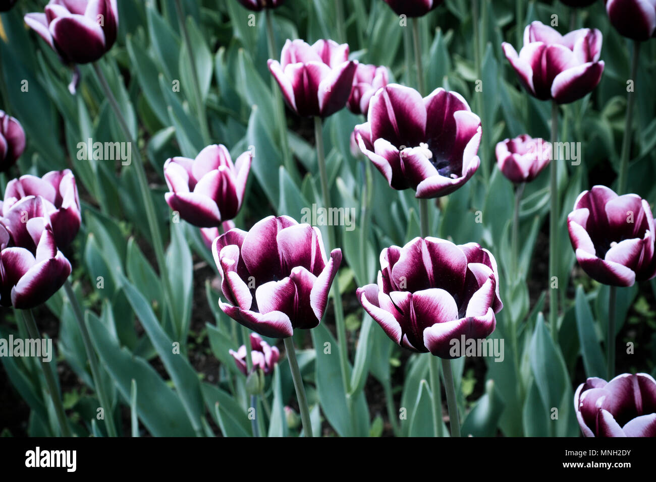 colorful tulips flowers blooming in a garden Stock Photo - Alamy