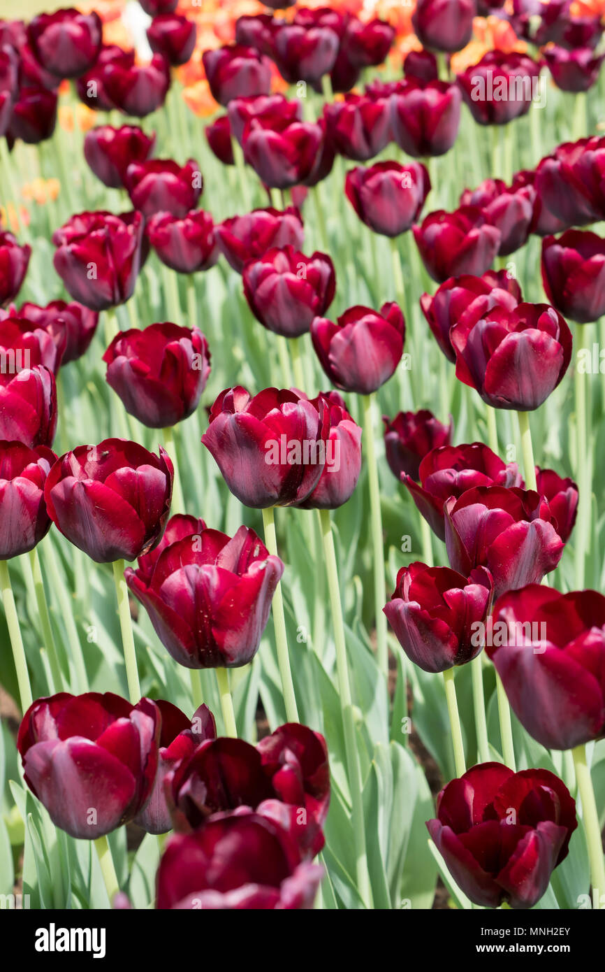 colorful tulips flowers blooming in a garden Stock Photo - Alamy