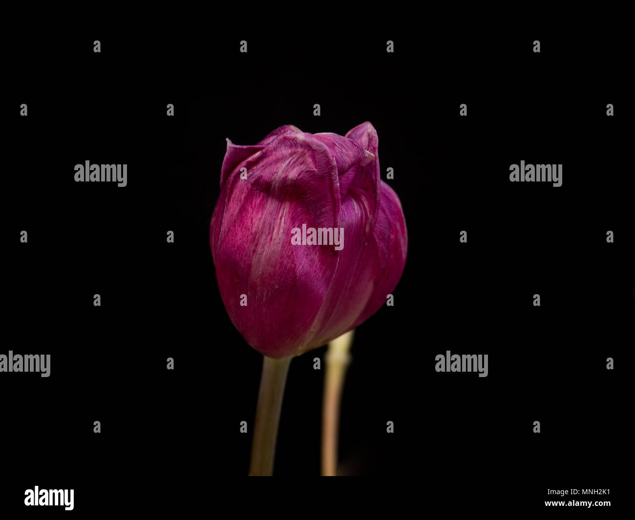 Tulips Drooping Stock Photos & Tulips Drooping Stock Images Alamy