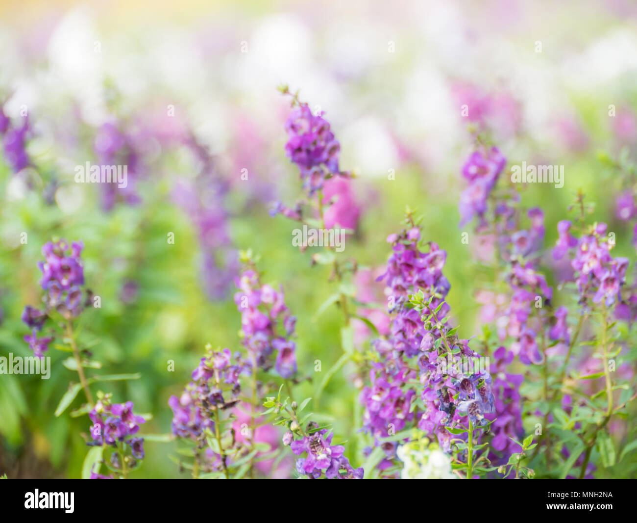 purple flower background Stock Photo - Alamy