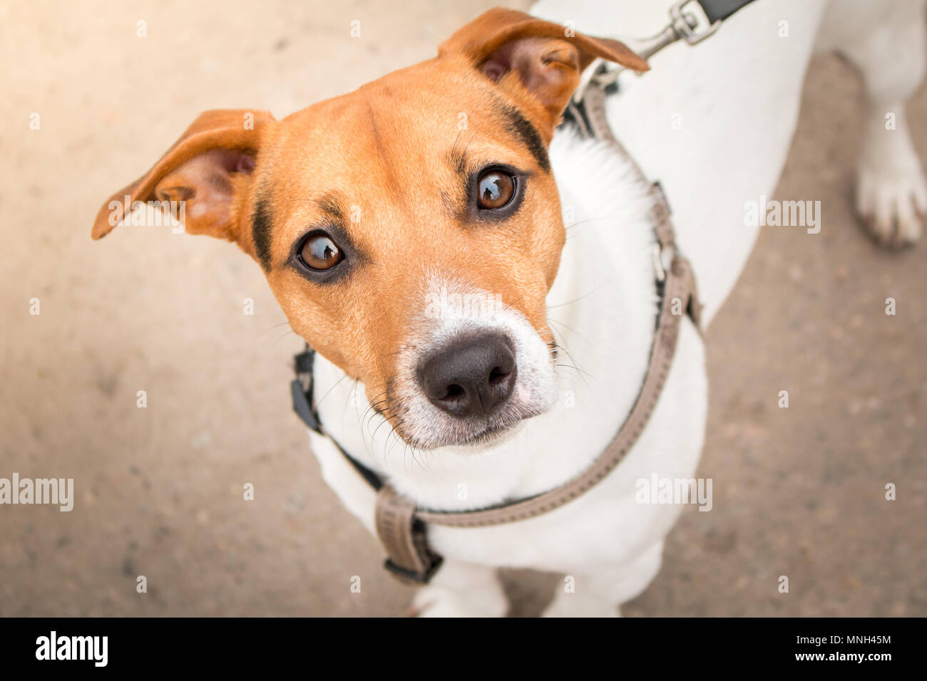 Jack Russell Terrier smart look. Smart look of the dog. A curious dog. Jack Russell Terrier on a leash. Expressive dog eyes look into the lens. A pet. Stock Photo