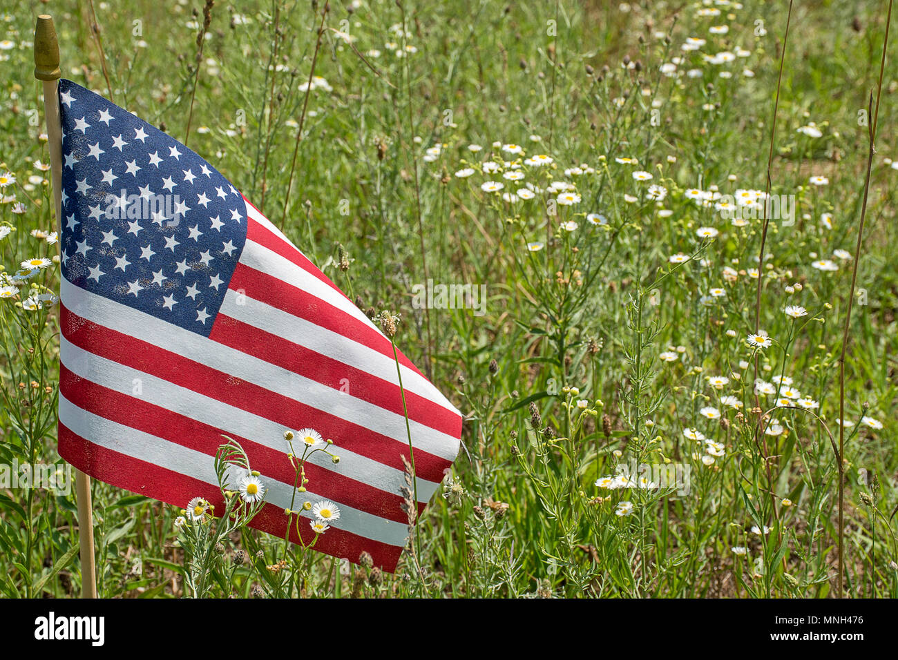 American flag in a country field of white daisy wildflowers Stock Photo
