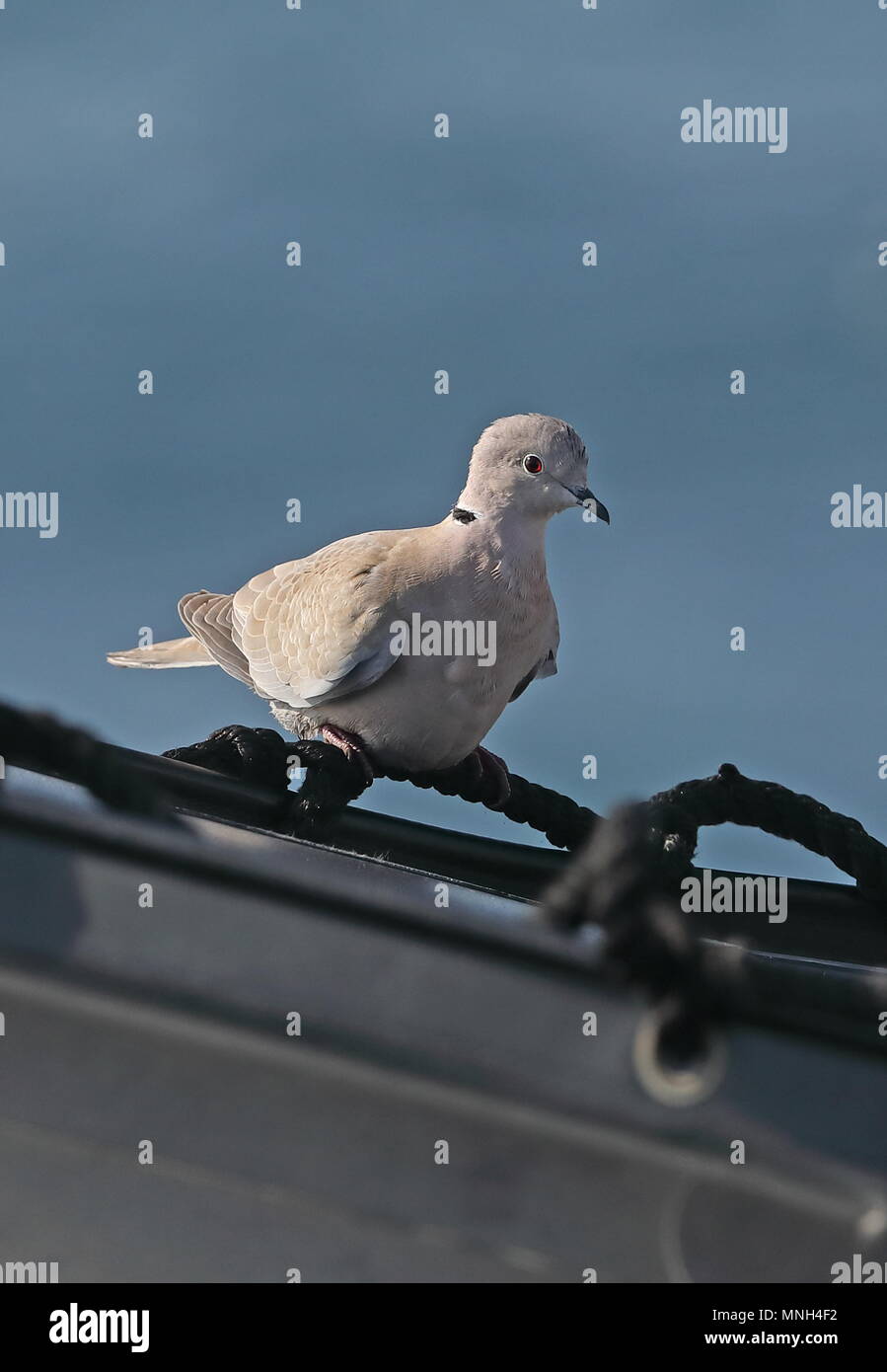 Eurasian Collared Dove (Streptopelia decaocto) adult perched on inflatable Zodiac boat on ship at sea  at sea c 100k from Morocco coast                Stock Photo