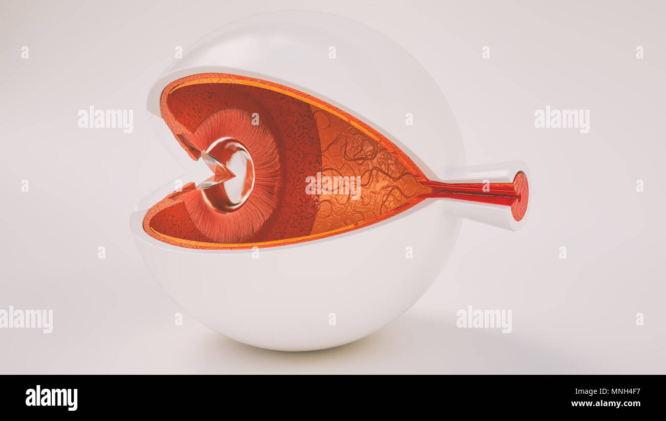 Human eye anatomy very detailed in cross section Stock Photo - Alamy