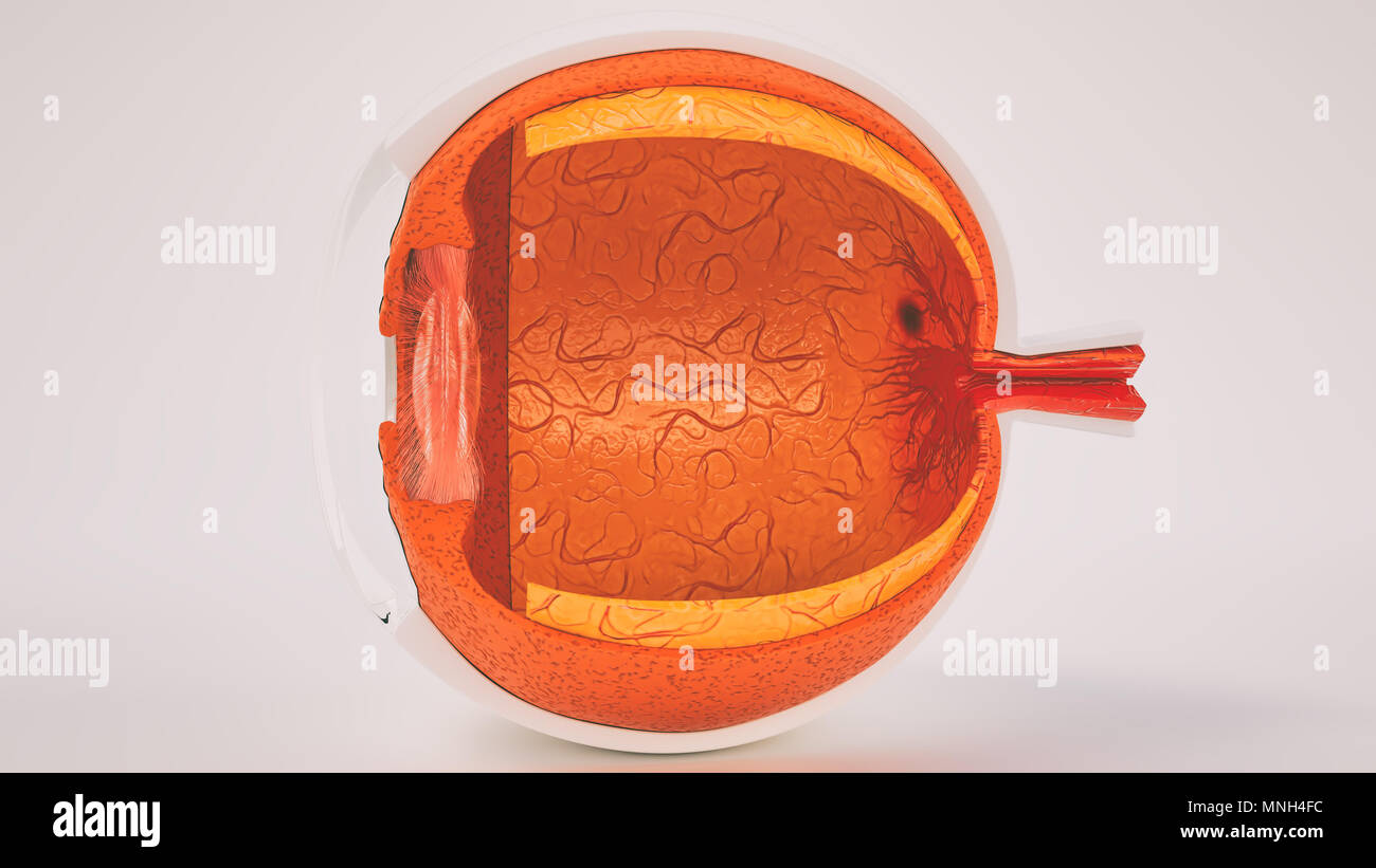 Human eye anatomy very detailed in cross section Stock Photo
