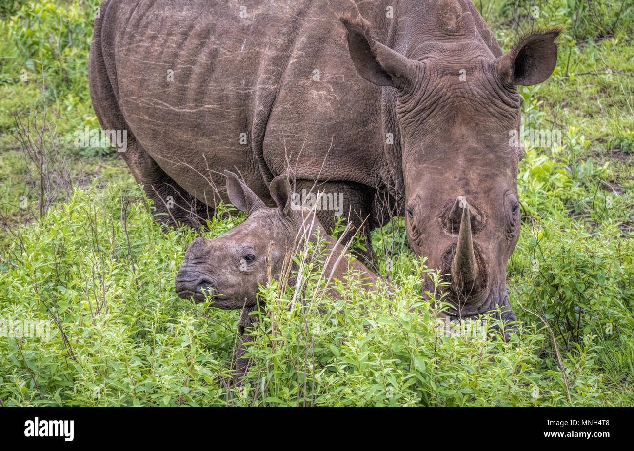 An endangered  White or Square-lipped Rhinoceros (Ceratotherium simum) keeping watch over  her baby calf as it hides in the tall grass in South Africa Stock Photo