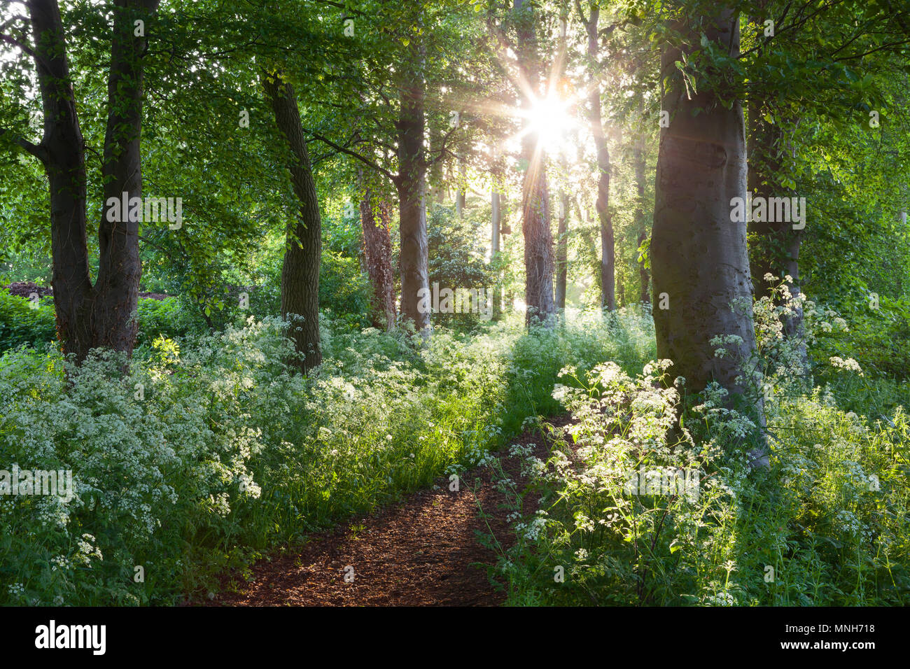 Humber, North Lincolnshire, UK. 17th May 2018. UK Weather: Early morning light on Cow Parsley and Beech Trees in Baysgarth Park in Spring. Barton-upon-Humber, North Lincolnshire, UK. 17th May 2018. Credit: LEE BEEL/Alamy Live News Stock Photo