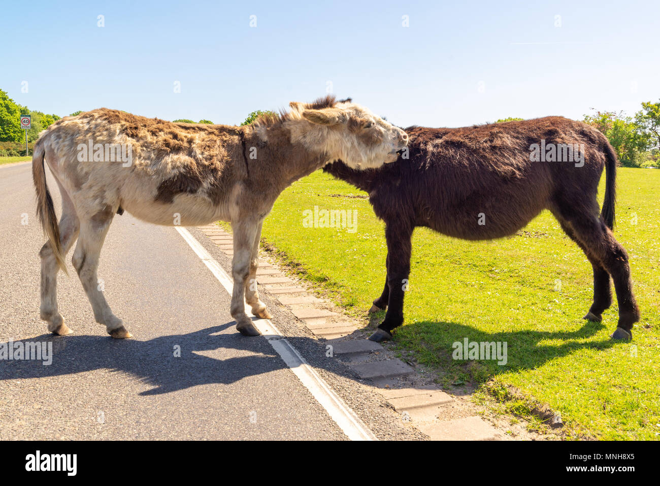 New Forest donkeys courting and nibbling each others necks on the roadside in brilliant sunshine in the south of England national park. Stock Photo