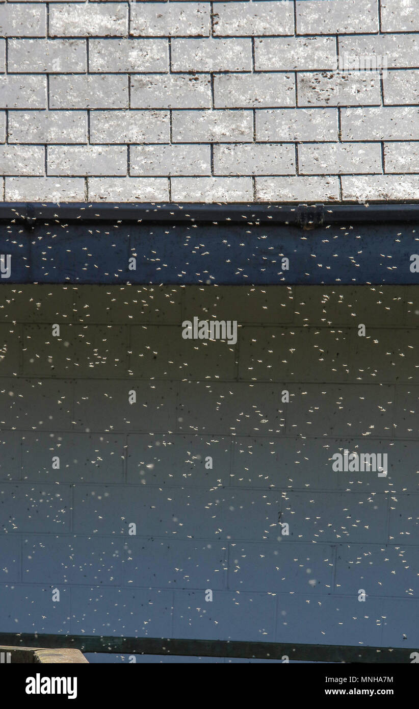 Oxford Island, Lough Neagh, Northern Ireland. 17 May 2018. UK weather. Bright sunshine and a south-easterly breeze made for a great morning. The heat has seen the mayflies in their thousands. Mayflies in sunlight outside the building. Credit: David Hunter/17�Թ����� Live News. Stock Photo