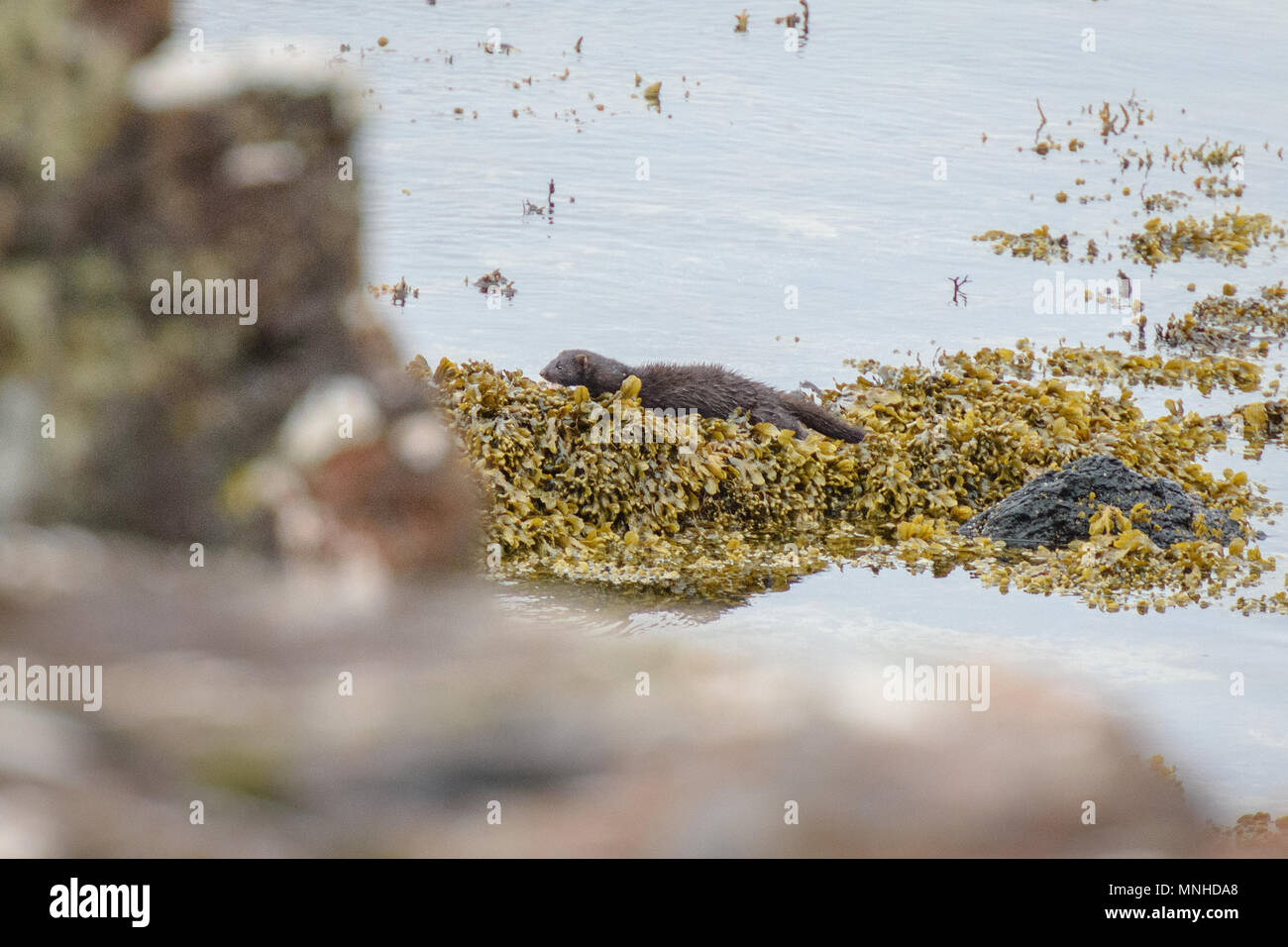 Isle of Mull, Scotland, UK. 17th may 2018. Despite ongoing attempts to control their numbers the non-native American mink continues to cause significant disturbance and losses to rare indigenous species on the island. The Isle of Mull has earned an enviable reputation as the premier wildlife tourism destination in the UK. It is believed that mink cause significant damage to populations of the ground-nesting shorebirds like this oyster catcher and other species through competition and predation. Credit: Rafael Garea-Balado/Alamy Live News Stock Photo