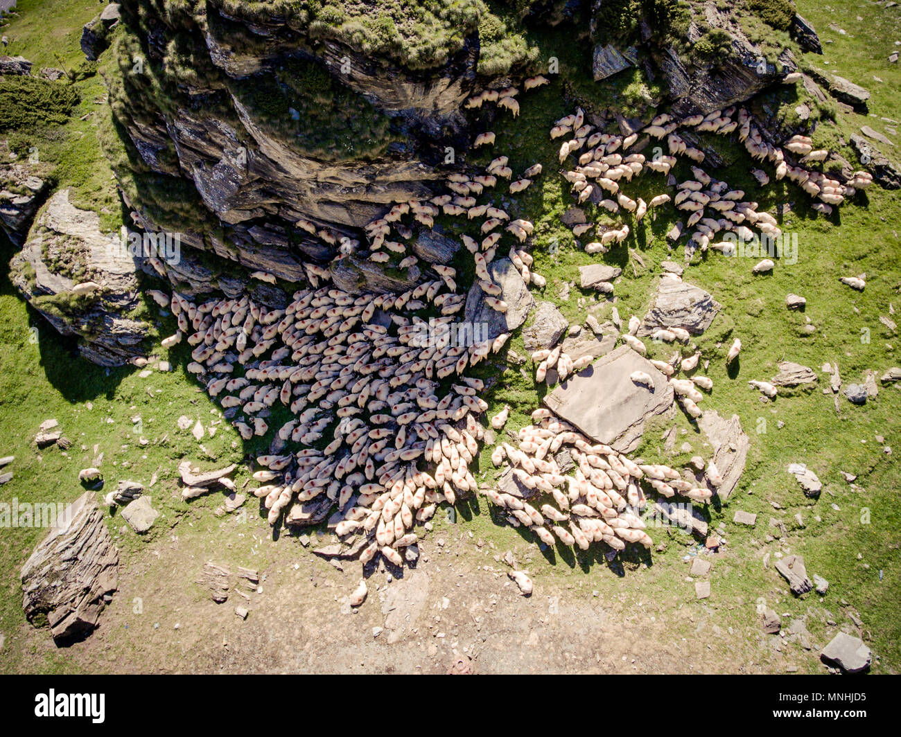Herd of sheep resting aerial view Stock Photo - Alamy