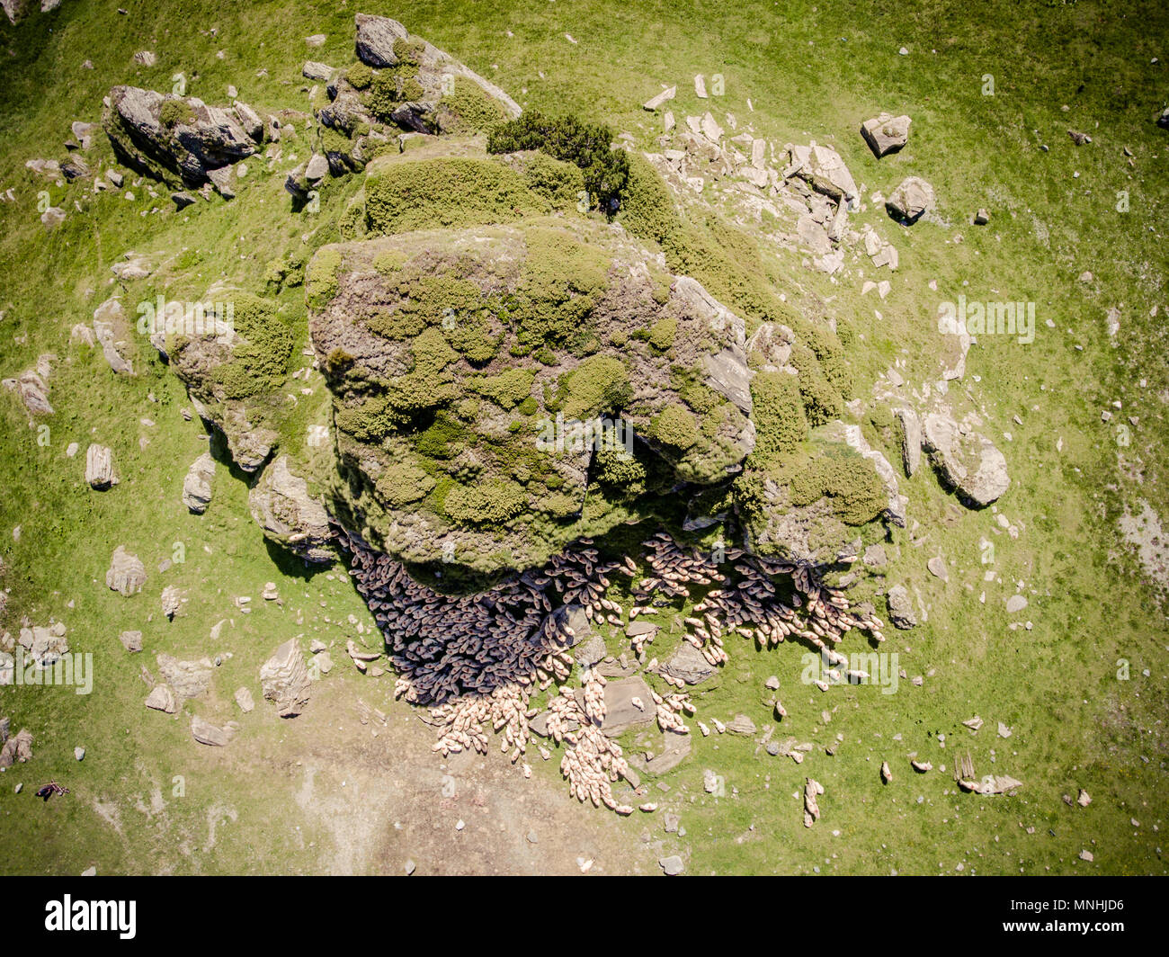 Herd of sheep resting aerial view Stock Photo - Alamy