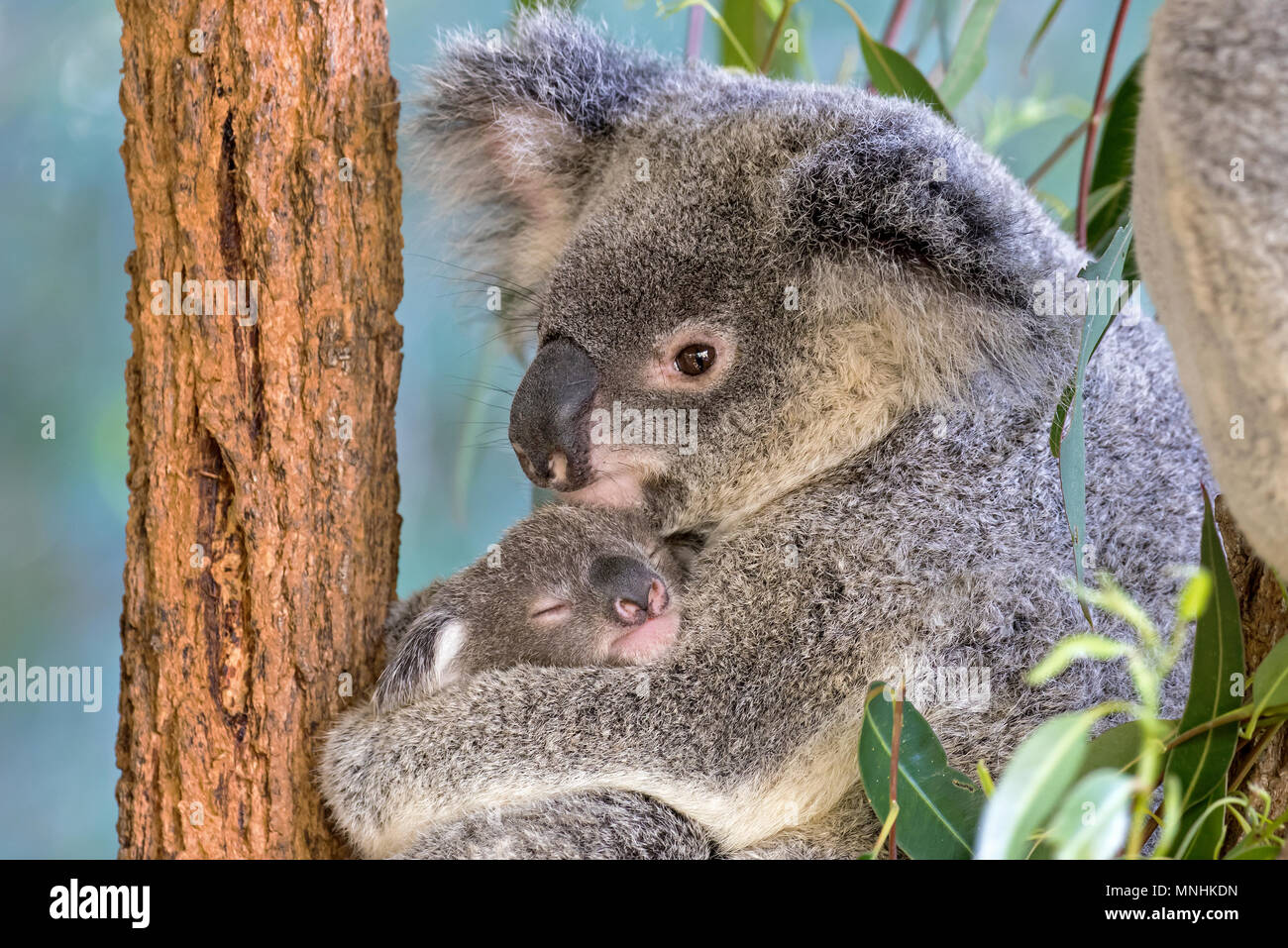Baby koala hi-res stock photography and images - Alamy