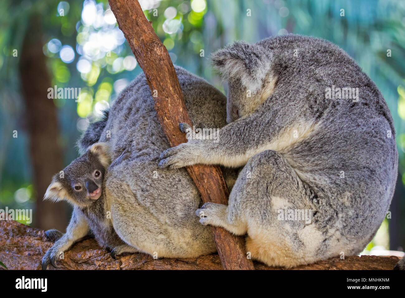 Baby cub koala hi-res stock photography and images - Alamy