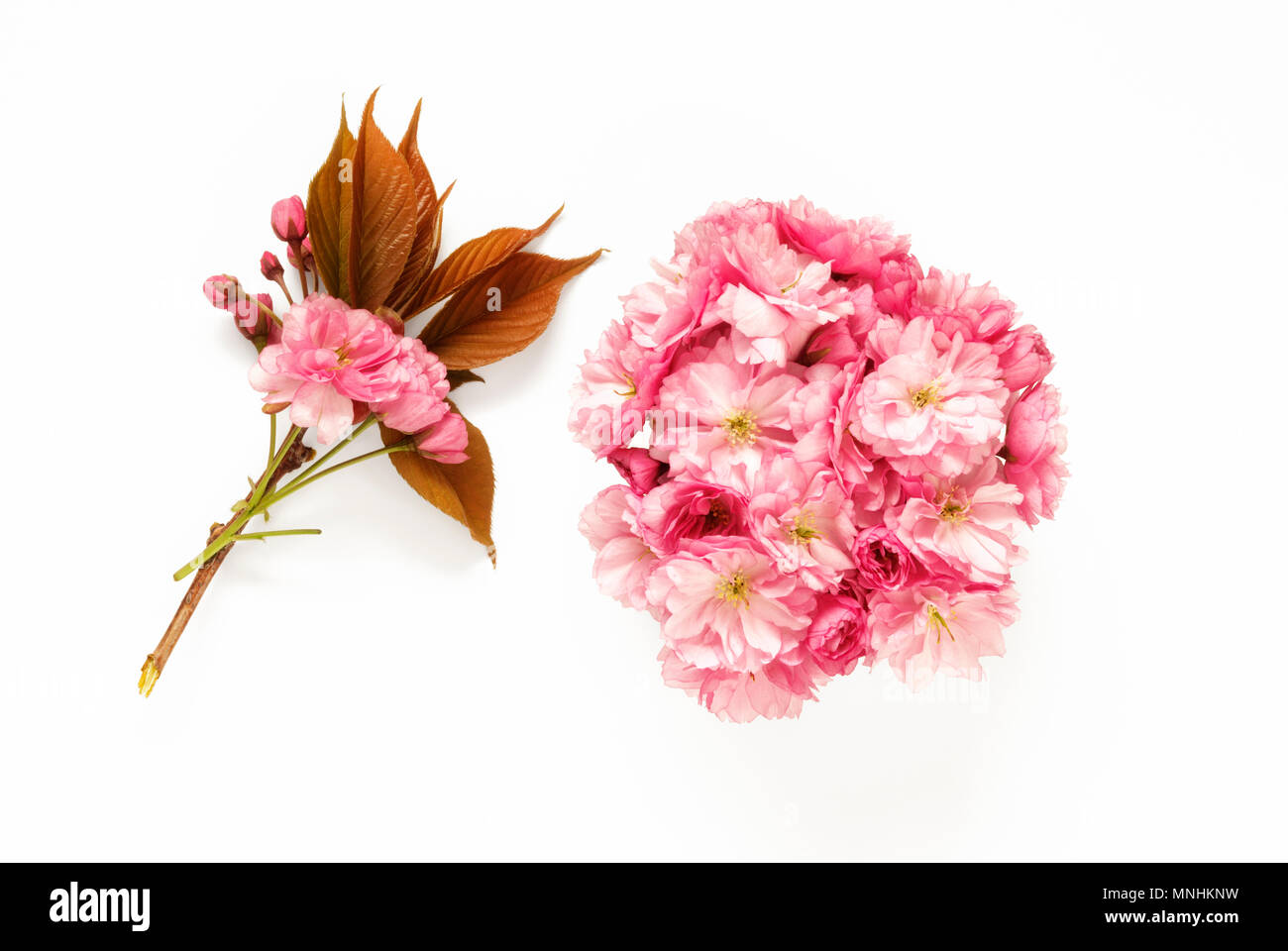 Pink Apple Blossom on white background Stock Photo