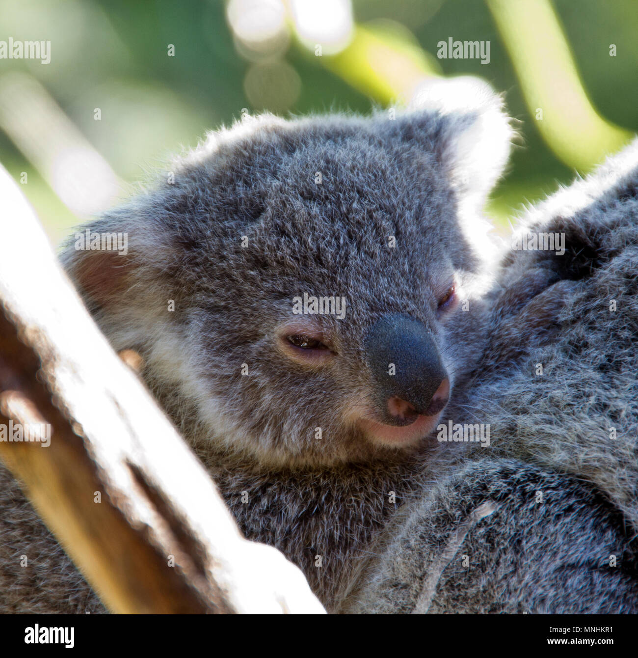 Koala baby hi-res stock photography and images - Alamy