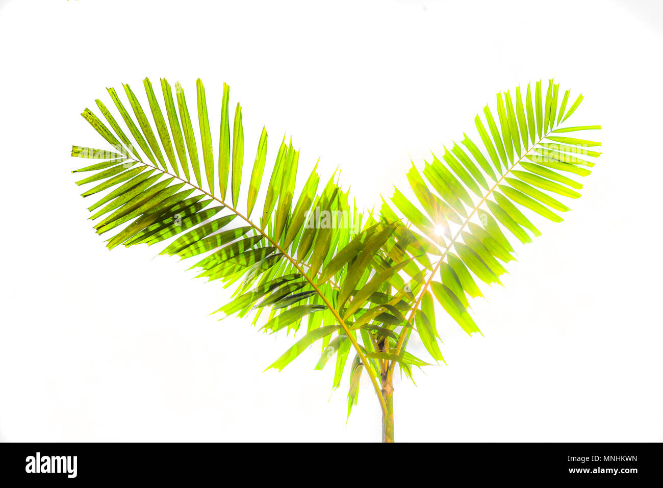 beautiful green palms at beuatiful shiny white background. Stock Photo