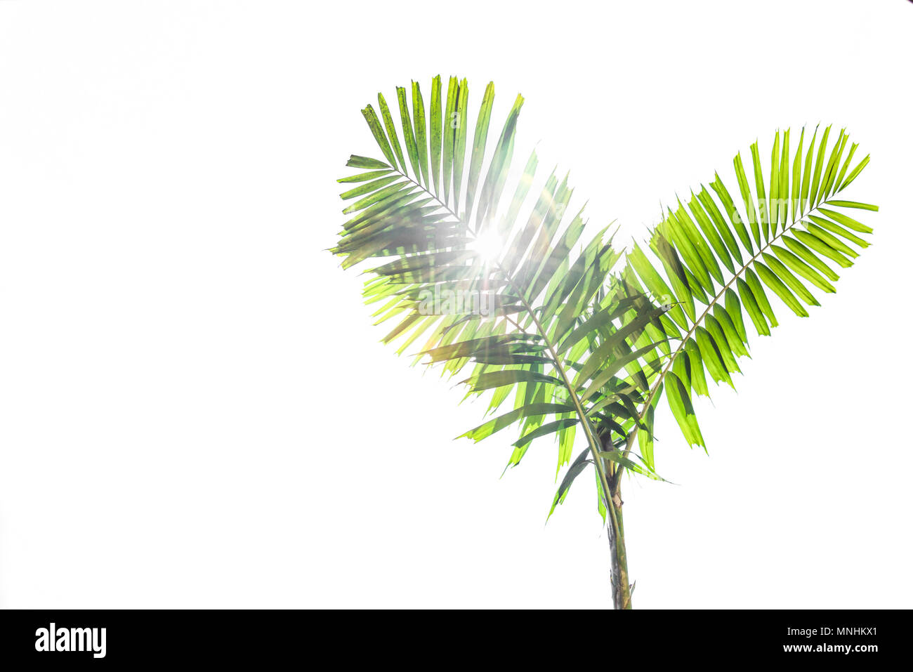 beautiful green palms at beuatiful shiny white background. Stock Photo