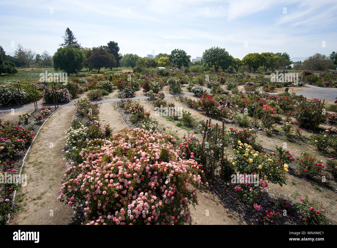 Heritage Rose Garden in San Jose, Silicon Valley Stock Photo Alamy