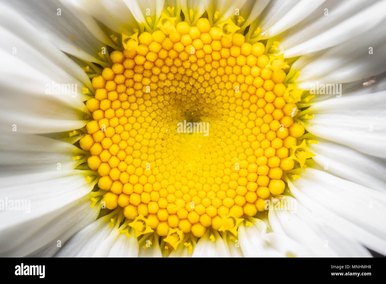 An up close shot of the center disc of a wild daisy. Stock Photo