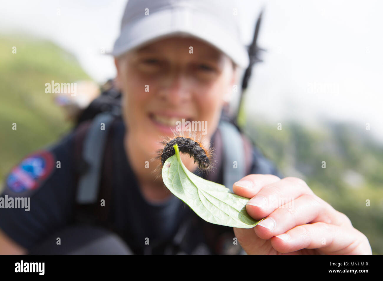 Ranger of Triglav National Park showing caterpillar whilst guiding tourist around Krn mountain, Triglav, Slovenia Stock Photo