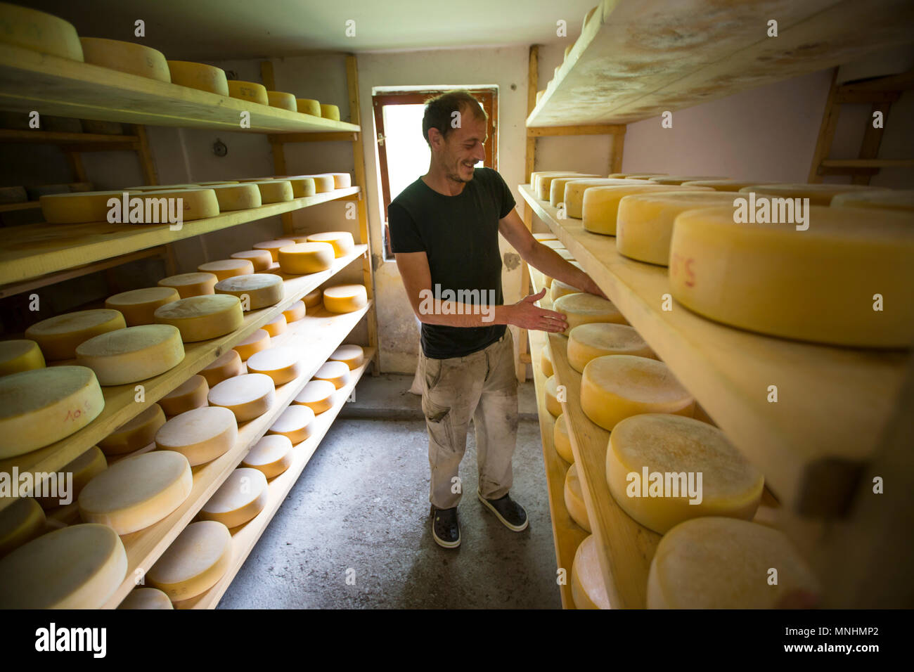 Farmer is turning cheeses in dry room of mountain farm Platina Leskovca in Julian Alps, Slovenia Stock Photo