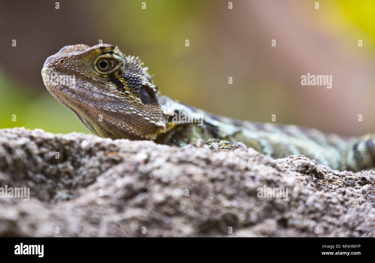 Australian Water Dragon Stock Photo