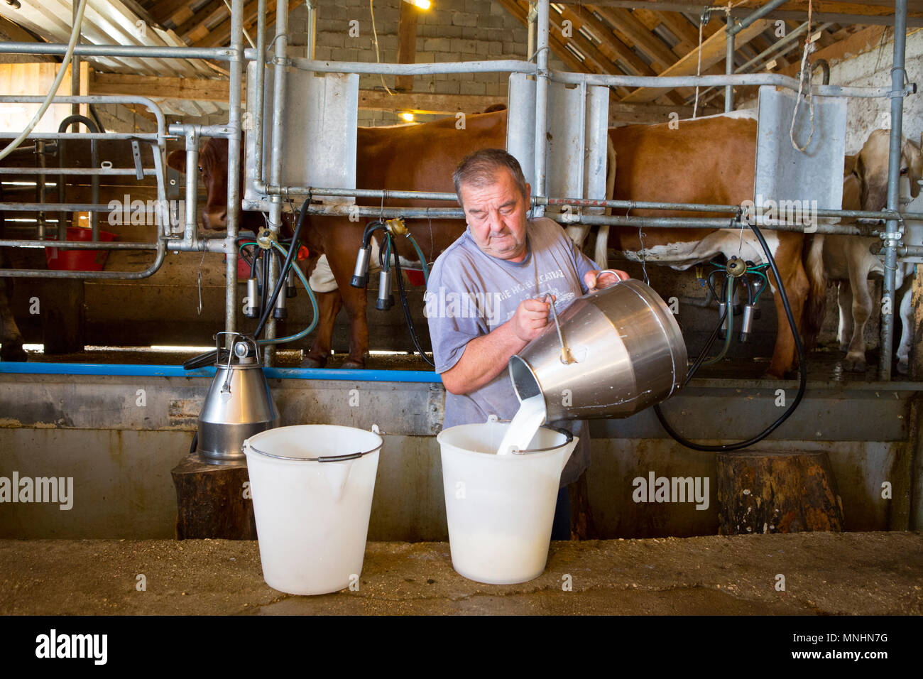 Farmer emptying can of fresh milk after milking cows at mountain farm Platina Leskovca, Triglav, Slovenia Stock Photo