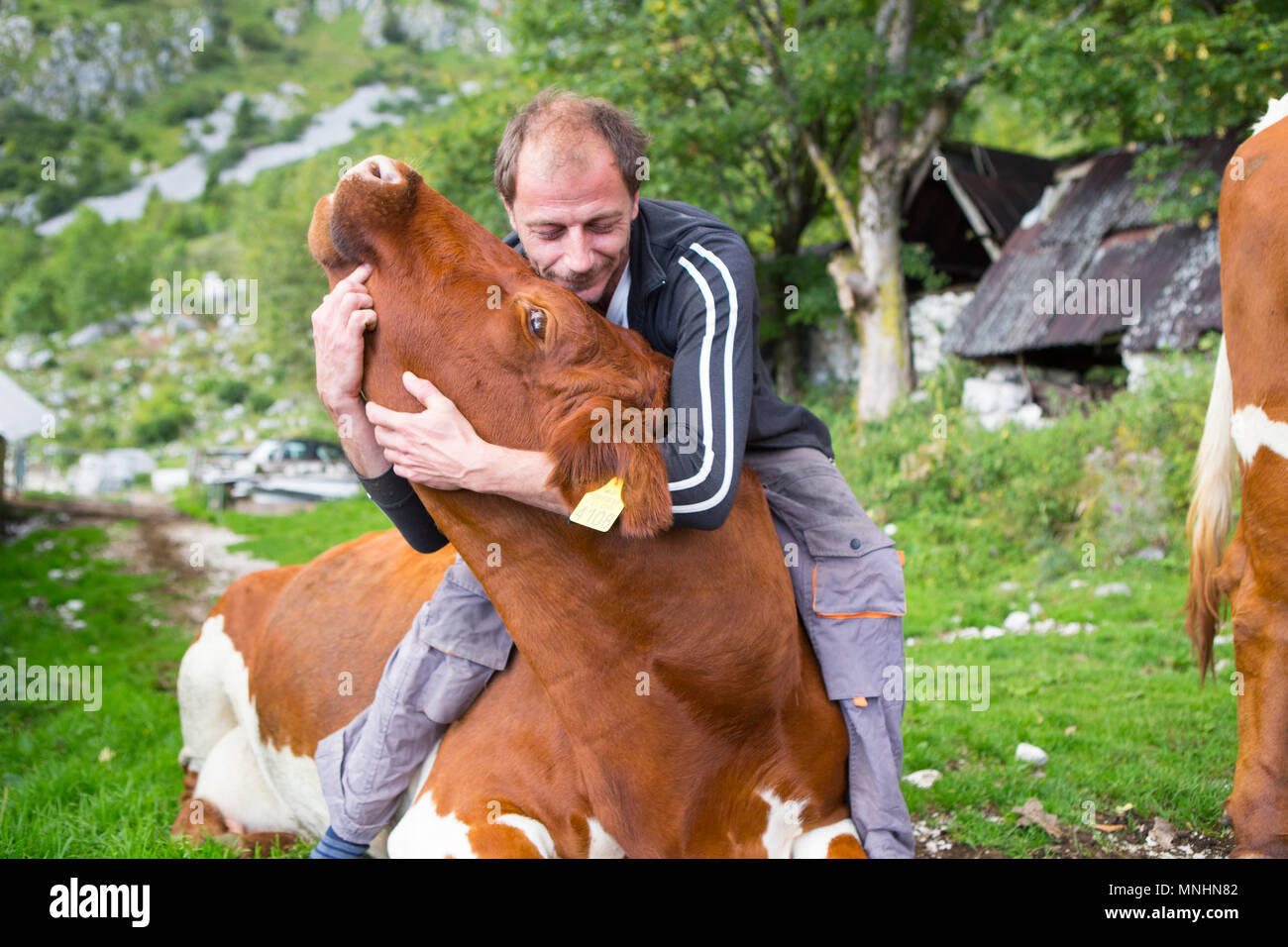 Farmer cuddling with one of his cows at remote mountain farm Platina Leskovca in Slovenian Alps, Triglav, Slovenia Stock Photo