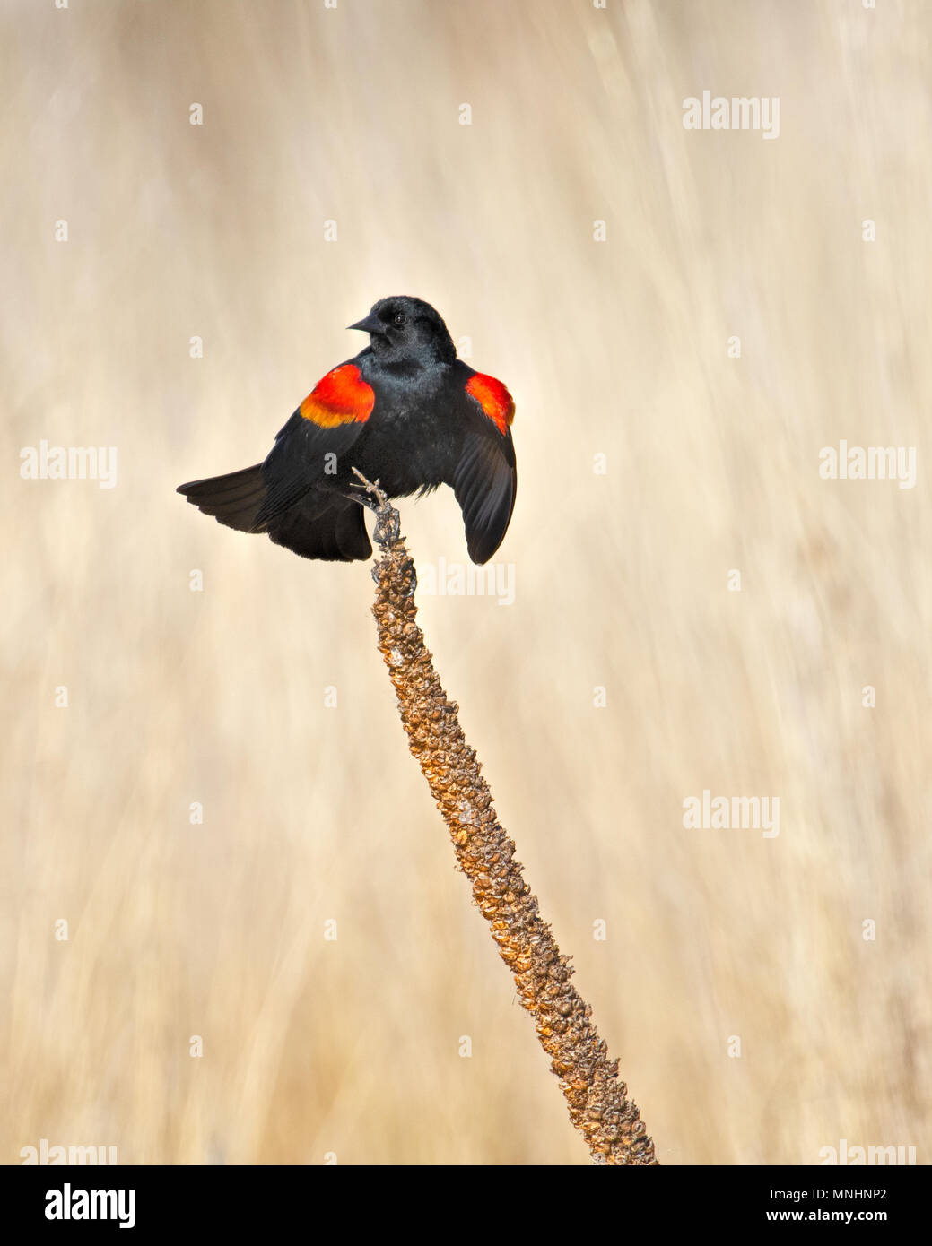 Red-winged blackbird displaying his epaulets in the Sacramento National Wildlife Refuge. They are used to communicate with other birds. Stock Photo