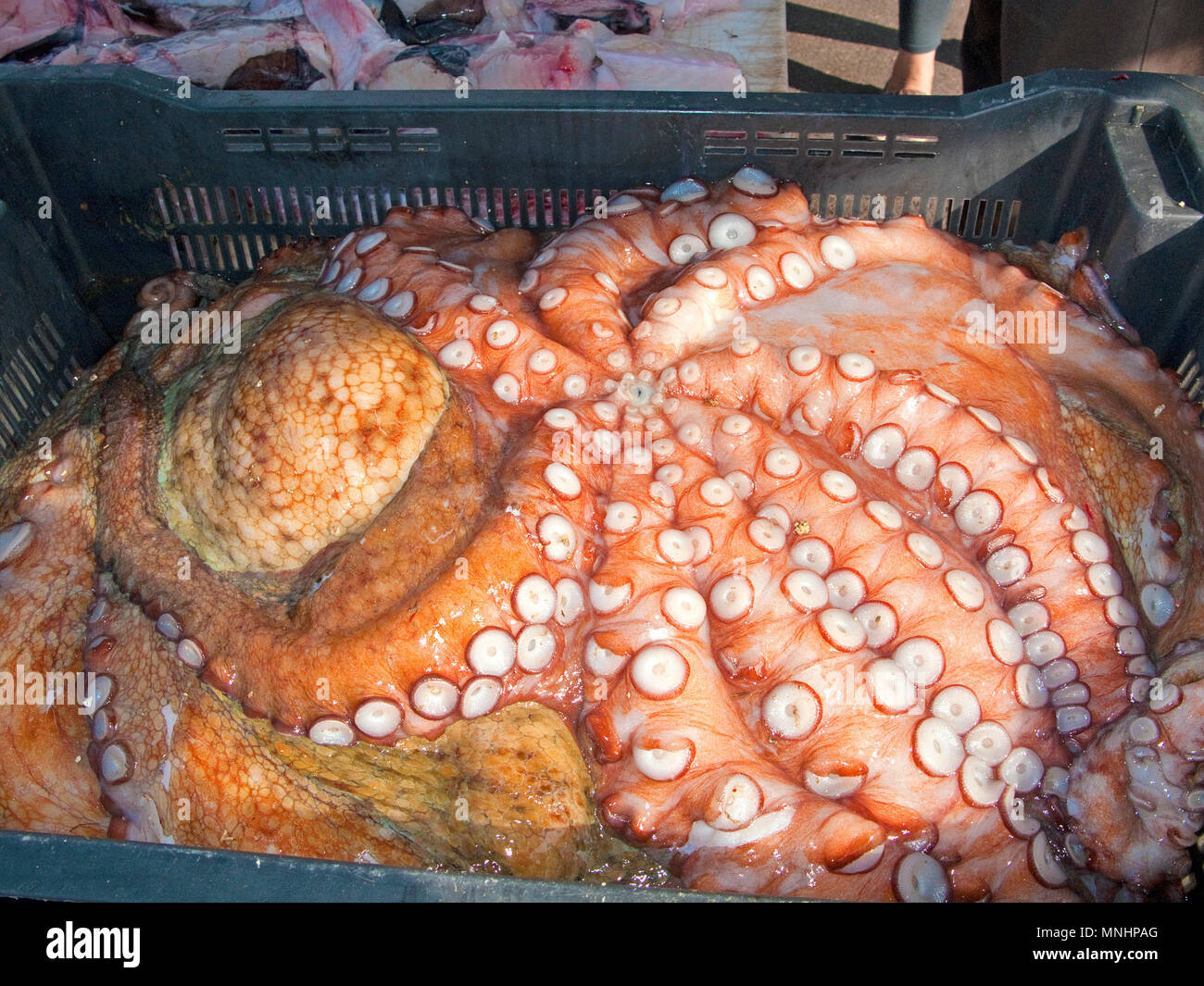 Catch of the day, fresh octopus at harbour Vieux Port, Marseille, Bouches-du-Rhone, Provence-Alpes-Côte d’Azur, South France, France, Europe Stock Photo