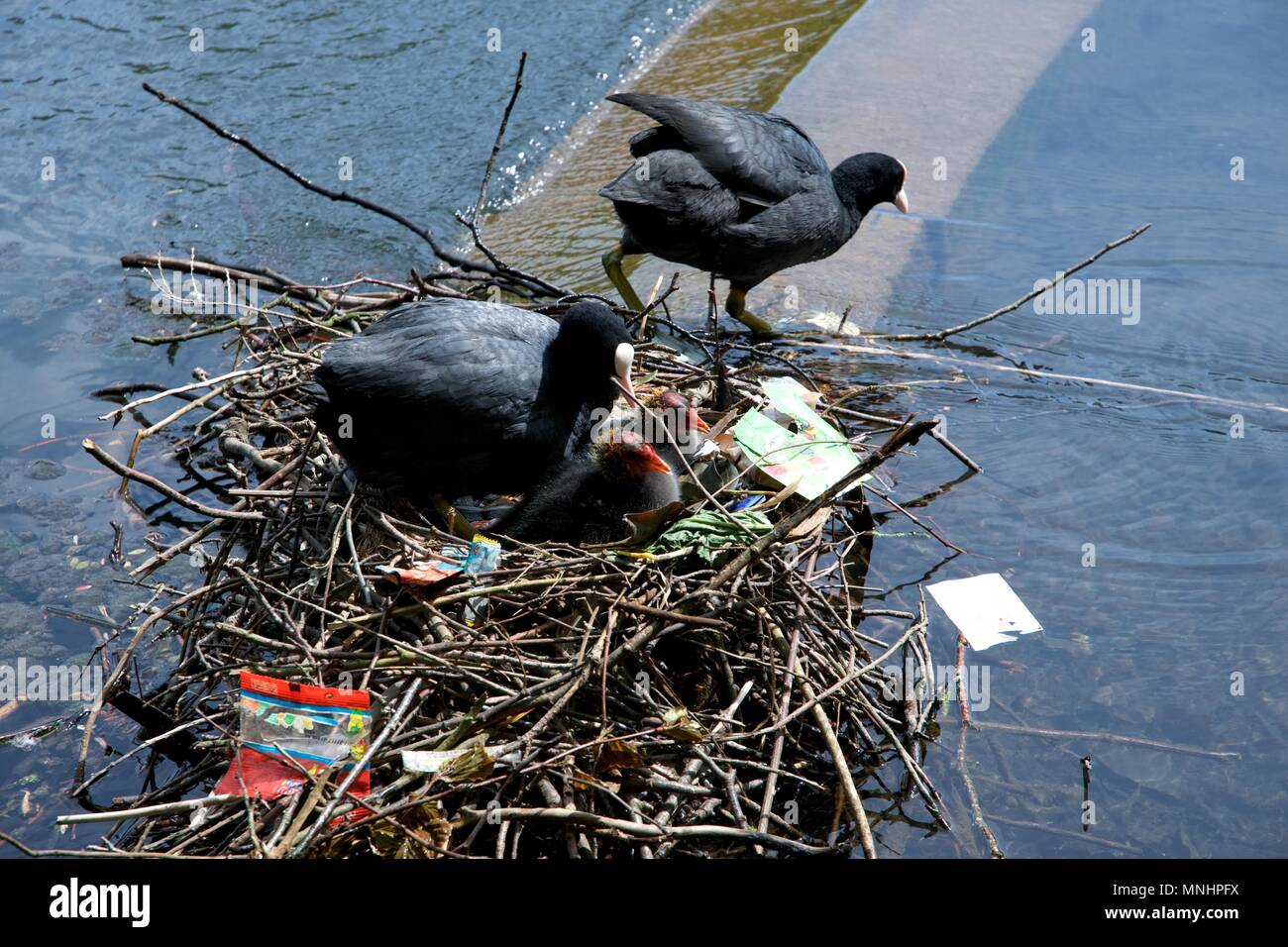 Two coots with two chicks in a nest on the lake in Pavilion Gardens in Buxton, Derbyshire, UK Stock Photo