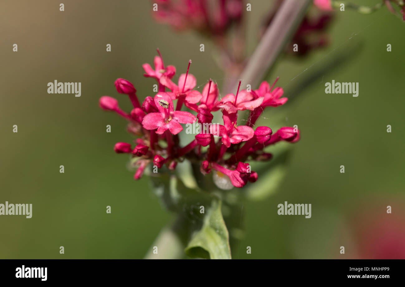 Red Valerian flower Centranthus ruber Stock Photo Alamy