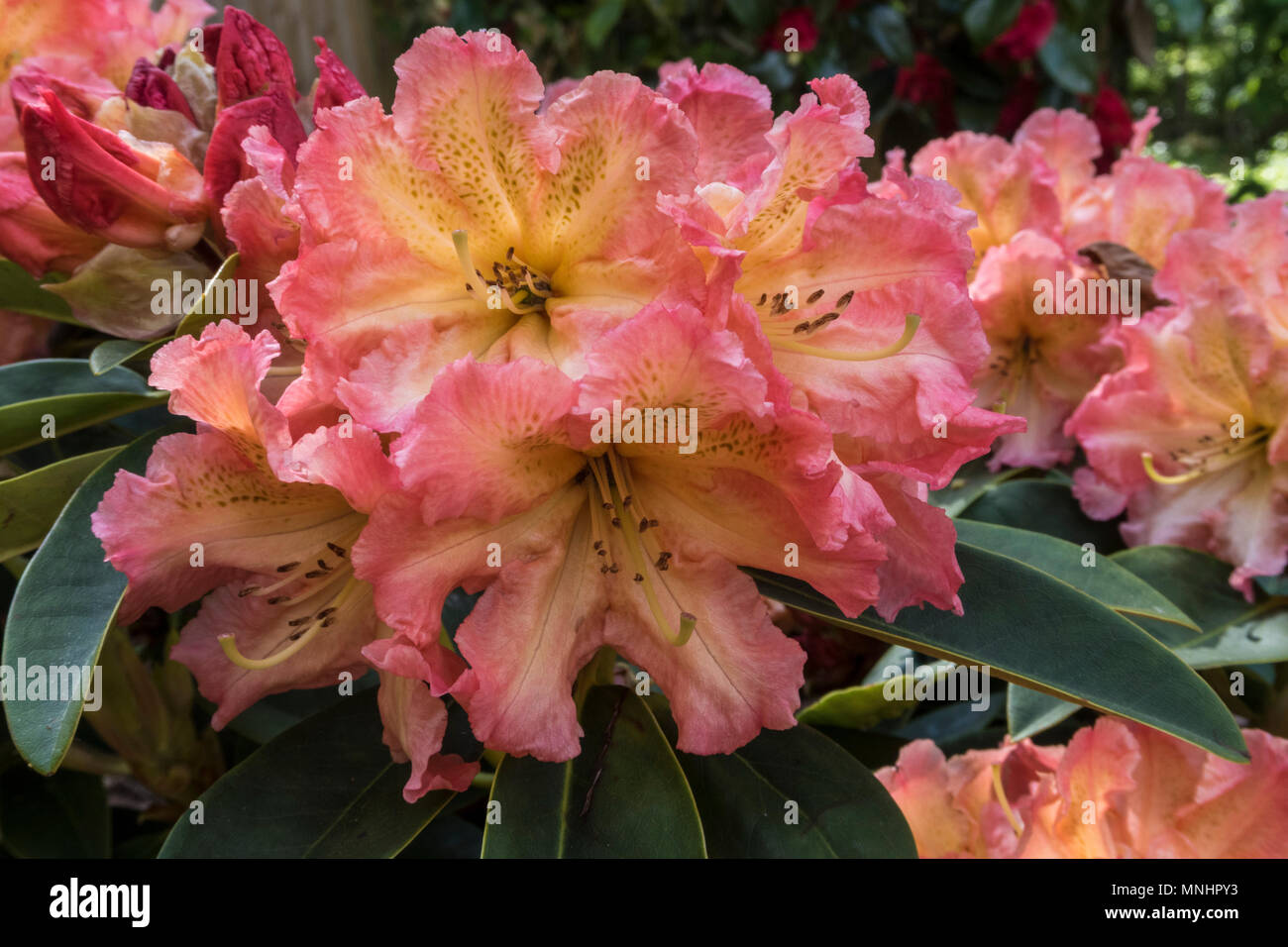 Rhododendron hybrid Sun Fire, which will grow in neutral as well as acidic soils. Stock Photo