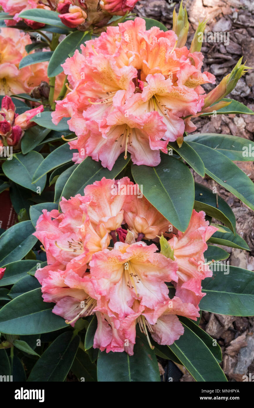 Rhododendron hybrid Sun Fire, which will grow in neutral as well as acidic soils. Stock Photo