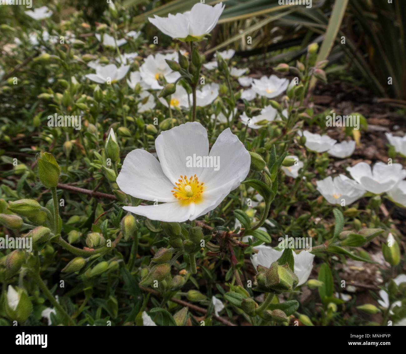 Sahuc Rock Rose, halimiocistus sahucii, grown as ground cover in a Devon garden. Stock Photo